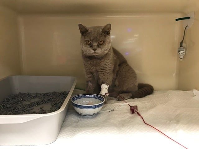 Moneypenny the Cat and Her Anaemia Moneypenny the Cat and Her Anaemia